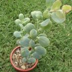 Collecion de cesarschuster