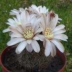 Collecion de cesarschuster