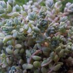 Collecion de cesarschuster