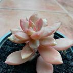 Collecion de cesarschuster