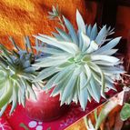 Collecion de cesarschuster