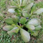 Crassula ovata