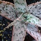 Aloe cv. pink blush