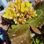Kalanchoe blossfeldiana
