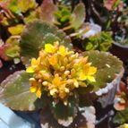 Kalanchoe blossfeldiana