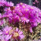 cesarschuster : 51116