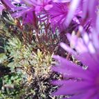 cesarschuster : 51116