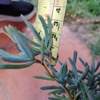 cesarschuster : 51116