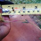 cesarschuster : 51116