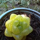 cesarschuster : 51138