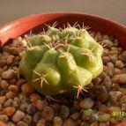 Collecion de cesarschuster