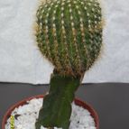 Collecion de cesarschuster