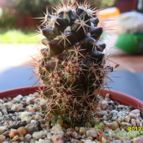 Collecion de cesarschuster