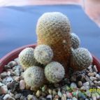 Collecion de cesarschuster