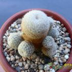 Collecion de cesarschuster