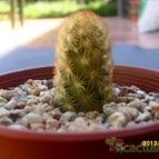 Collecion de cesarschuster