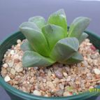 Collecion de cesarschuster