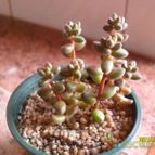 Collecion de cesarschuster