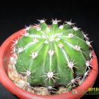 Collecion de cesarschuster