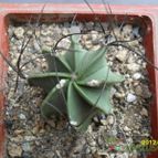 Collecion de cesarschuster