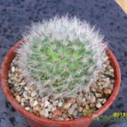 Collecion de cesarschuster