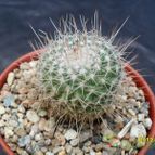 Collecion de cesarschuster