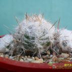 Collecion de cesarschuster