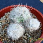 Collecion de cesarschuster