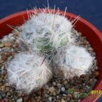 Collecion de cesarschuster