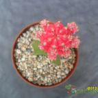 Collecion de cesarschuster