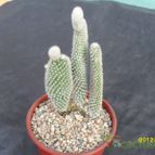 Collecion de cesarschuster
