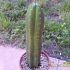 Collecion de cesarschuster
