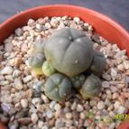 Collecion de cesarschuster
