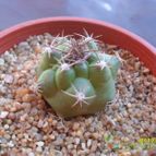 Collecion de cesarschuster
