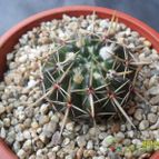 Collecion de cesarschuster