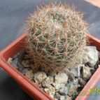 Collecion de cesarschuster