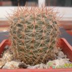Collecion de cesarschuster