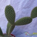 Collecion de cesarschuster