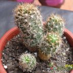 Collecion de cesarschuster