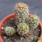 Collecion de cesarschuster