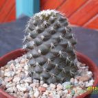 Collecion de cesarschuster