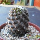 Collecion de cesarschuster