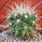 Collecion de cesarschuster