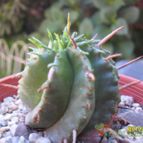 Collecion de cesarschuster