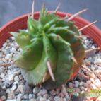Collecion de cesarschuster