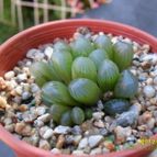 Collecion de cesarschuster