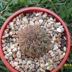 Collecion de cesarschuster