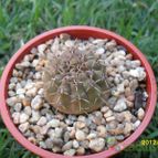 Collecion de cesarschuster