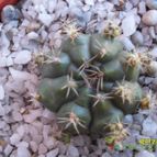 Collecion de cesarschuster