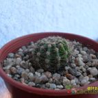 Collecion de cesarschuster